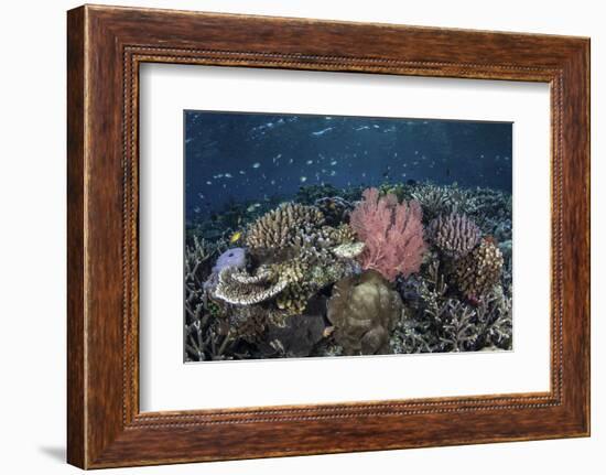 A Diverse Array of Corals Grow in Raja Ampat, Indonesia-Stocktrek Images-Framed Photographic Print