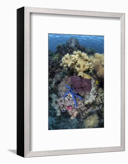 A Diverse Array of Invertebrates Cover a Reef in Indonesia-Stocktrek Images-Framed Photographic Print