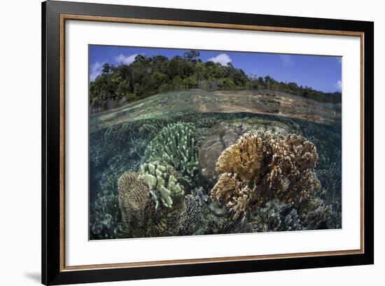 A Diverse Array of Reef-Building Corals in Raja Ampat, Indonesia-Stocktrek Images-Framed Photographic Print