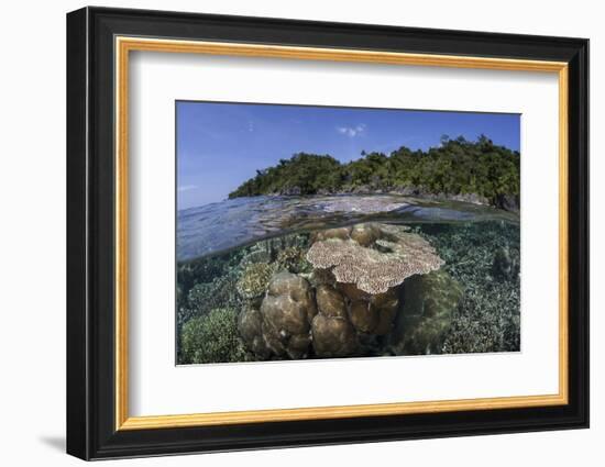 A Diverse Array of Reef-Building Corals in Raja Ampat, Indonesia-Stocktrek Images-Framed Photographic Print