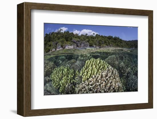 A Diverse Array of Reef-Building Corals in Raja Ampat, Indonesia-Stocktrek Images-Framed Photographic Print