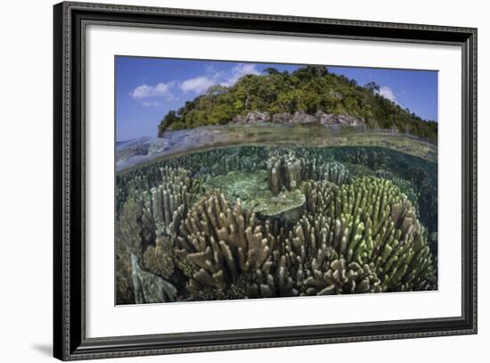 A Diverse Array of Reef-Building Corals in Raja Ampat, Indonesia-Stocktrek Images-Framed Photographic Print