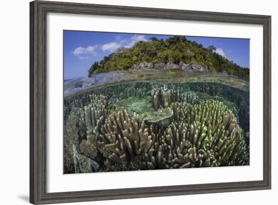 A Diverse Array of Reef-Building Corals in Raja Ampat, Indonesia-Stocktrek Images-Framed Photographic Print