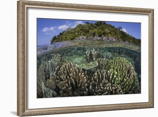 A Diverse Array of Reef-Building Corals in Raja Ampat, Indonesia-Stocktrek Images-Framed Photographic Print