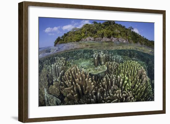 A Diverse Array of Reef-Building Corals in Raja Ampat, Indonesia-Stocktrek Images-Framed Photographic Print