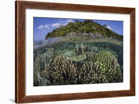 A Diverse Array of Reef-Building Corals in Raja Ampat, Indonesia-Stocktrek Images-Framed Photographic Print