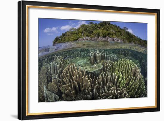A Diverse Array of Reef-Building Corals in Raja Ampat, Indonesia-Stocktrek Images-Framed Photographic Print