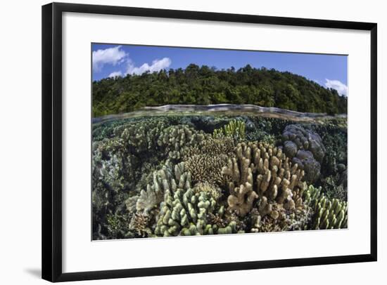 A Diverse Array of Reef-Building Corals in Raja Ampat, Indonesia-Stocktrek Images-Framed Photographic Print