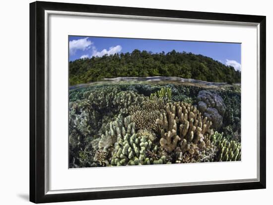 A Diverse Array of Reef-Building Corals in Raja Ampat, Indonesia-Stocktrek Images-Framed Photographic Print