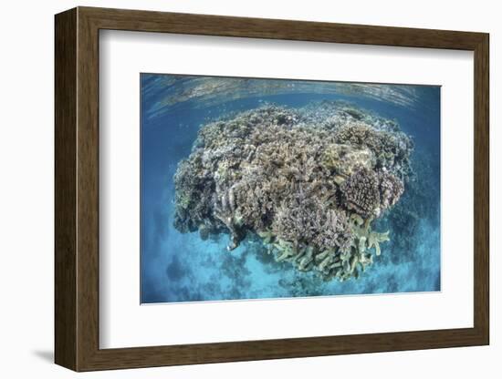 A Diverse Coral Reef Grows in Shallow Water in the Solomon Islands-Stocktrek Images-Framed Photographic Print