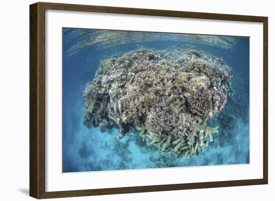 A Diverse Coral Reef Grows in Shallow Water in the Solomon Islands-Stocktrek Images-Framed Photographic Print