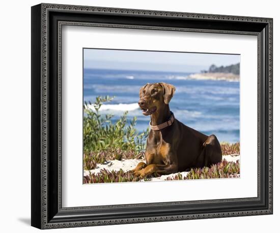 A Doberman Pinscher, Carmel Beach, California, USA-Zandria Muench Beraldo-Framed Photographic Print