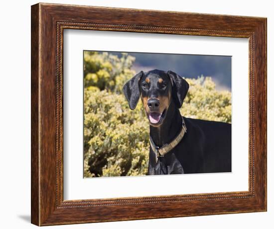 A Doberman Pinscher Standing in Front of Yellow Flowers, California, USA-Zandria Muench Beraldo-Framed Photographic Print