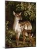 A Doe with Her Fawn-Samuel John Carter-Mounted Giclee Print