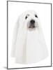 A Dog Dressed Up as a Spooky Ghost-graphicphoto-Mounted Photographic Print