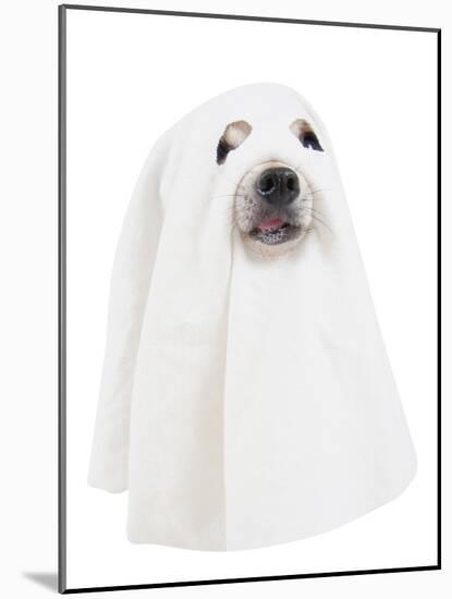 A Dog Dressed Up as a Spooky Ghost-graphicphoto-Mounted Photographic Print