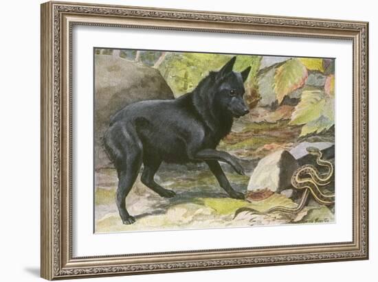 A Dog Encounters a Snake-null-Framed Art Print