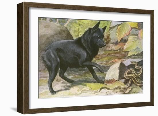 A Dog Encounters a Snake-null-Framed Art Print