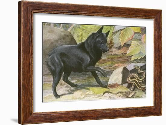 A Dog Encounters a Snake-null-Framed Art Print