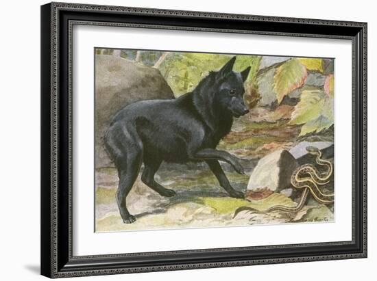 A Dog Encounters a Snake-null-Framed Art Print