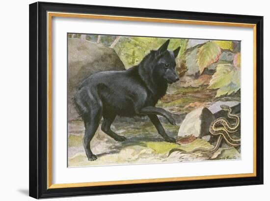 A Dog Encounters a Snake-null-Framed Art Print