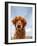 A Dog Enjoying The Outdoors On A Beautiful Summer Day-graphicphoto-Framed Photographic Print