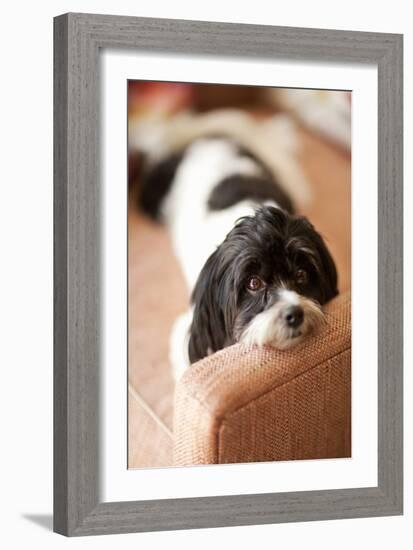 A Dog's Life V-Karyn Millet-Framed Photographic Print