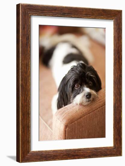 A Dog's Life V-Karyn Millet-Framed Photographic Print