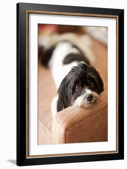 A Dog's Life V-Karyn Millet-Framed Photographic Print