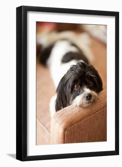 A Dog's Life V-Karyn Millet-Framed Photographic Print