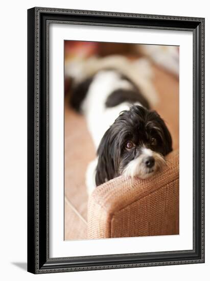 A Dog's Life V-Karyn Millet-Framed Photographic Print