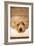 A Dog's Life VI-Karyn Millet-Framed Photographic Print