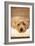 A Dog's Life VI-Karyn Millet-Framed Photographic Print