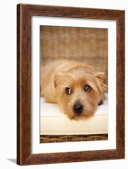 A Dog's Life VI-Karyn Millet-Framed Photographic Print