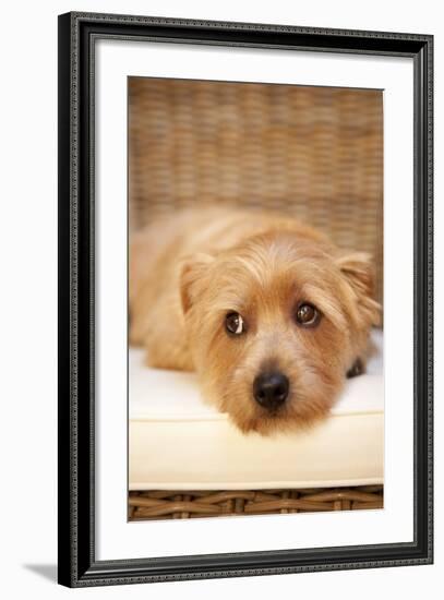 A Dog's Life VI-Karyn Millet-Framed Photographic Print