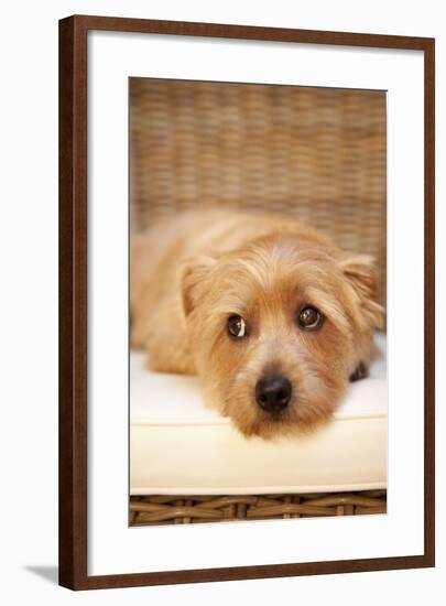A Dog's Life VI-Karyn Millet-Framed Photographic Print