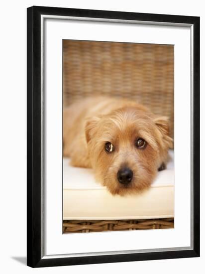 A Dog's Life VI-Karyn Millet-Framed Photographic Print