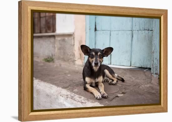 A Dog Sitting on a Pavement in Lencois, Chapada Diamantina National Park-Alex Saberi-Framed Premier Image Canvas