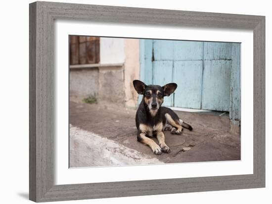 A Dog Sitting on a Pavement in Lencois, Chapada Diamantina National Park-Alex Saberi-Framed Photographic Print