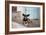 A Dog Sitting on a Pavement in Lencois, Chapada Diamantina National Park-Alex Saberi-Framed Photographic Print