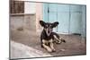 A Dog Sitting on a Pavement in Lencois, Chapada Diamantina National Park-Alex Saberi-Mounted Photographic Print