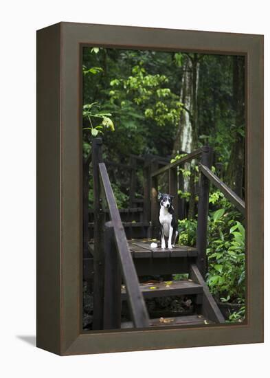 A Dog Waiting on Stairs, Semuc Champey Pools, Alta Verapaz, Guatemala-Micah Wright-Framed Premier Image Canvas