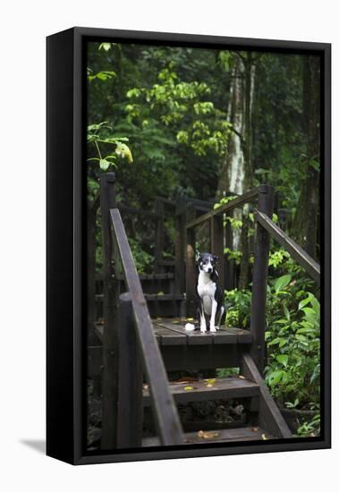 A Dog Waiting on Stairs, Semuc Champey Pools, Alta Verapaz, Guatemala-Micah Wright-Framed Premier Image Canvas