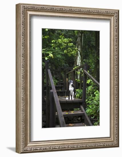 A Dog Waiting on Stairs, Semuc Champey Pools, Alta Verapaz, Guatemala-Micah Wright-Framed Photographic Print