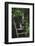 A Dog Waiting on Stairs, Semuc Champey Pools, Alta Verapaz, Guatemala-Micah Wright-Framed Photographic Print