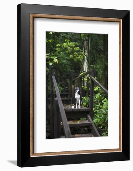 A Dog Waiting on Stairs, Semuc Champey Pools, Alta Verapaz, Guatemala-Micah Wright-Framed Photographic Print