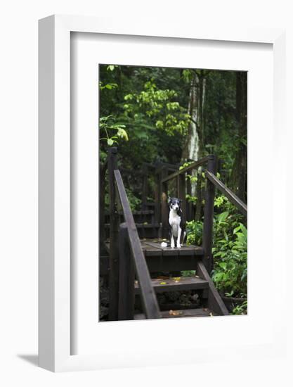 A Dog Waiting on Stairs, Semuc Champey Pools, Alta Verapaz, Guatemala-Micah Wright-Framed Photographic Print