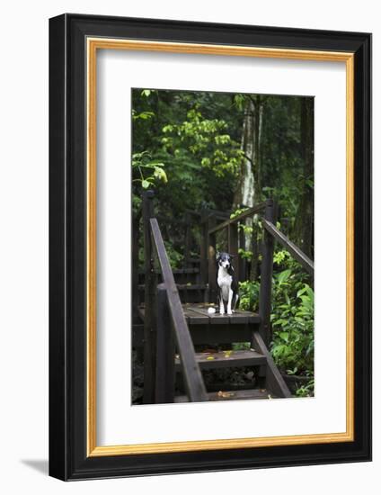 A Dog Waiting on Stairs, Semuc Champey Pools, Alta Verapaz, Guatemala-Micah Wright-Framed Photographic Print