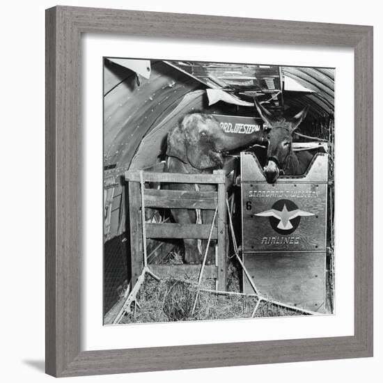 A Donkey and an Elephant-null-Framed Photographic Print