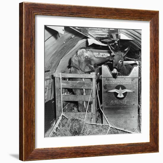 A Donkey and an Elephant-null-Framed Photographic Print